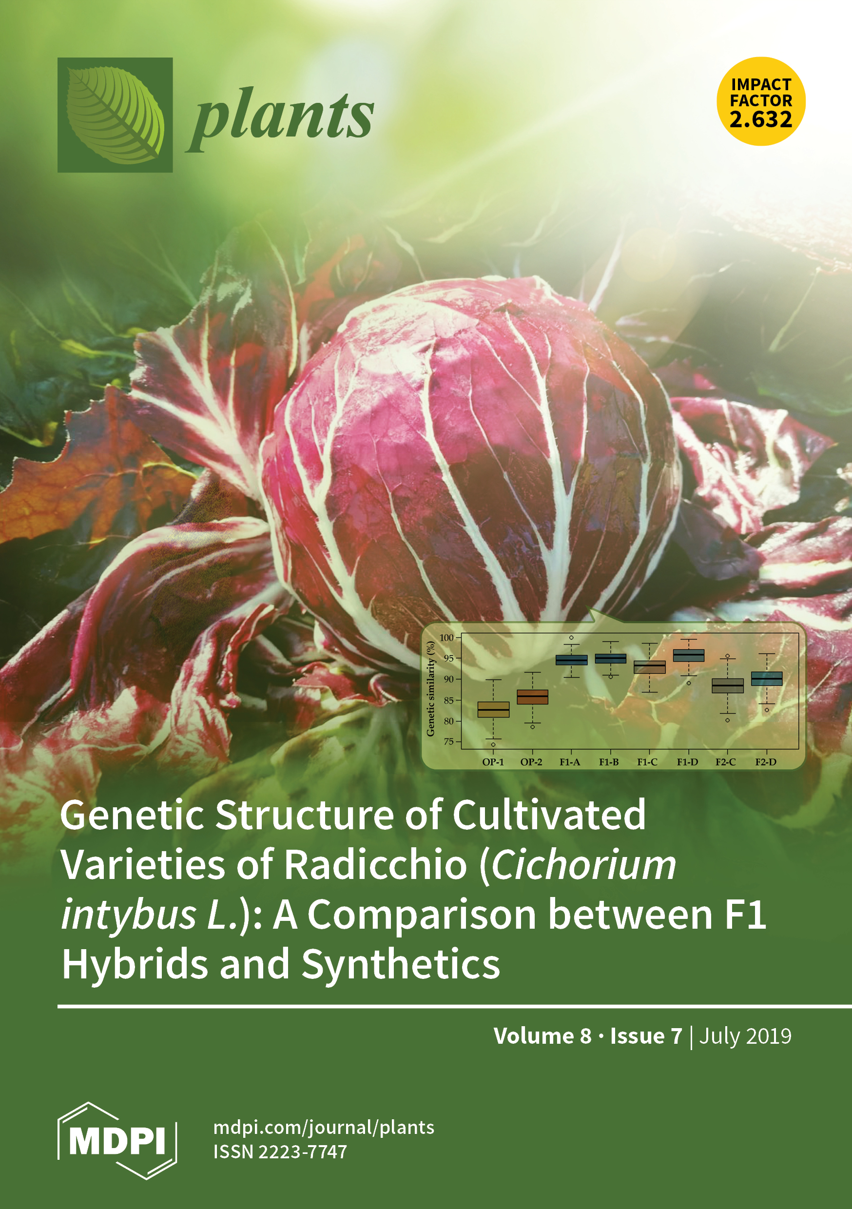 Genetic Structure of Cultivated Varieties of Radicchio (Cichorium intybus L.): A Comparison between F1 Hybrids and Synthetics